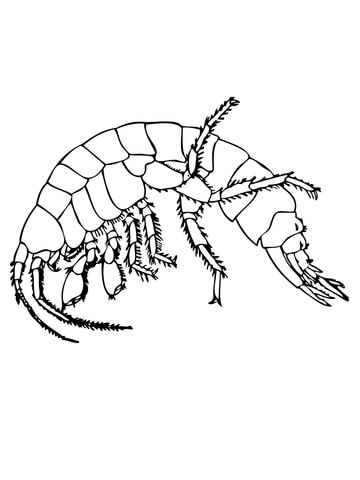 Freshwater Shrimp Coloring Page